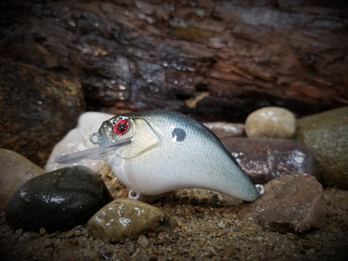 Baby Blue Shad