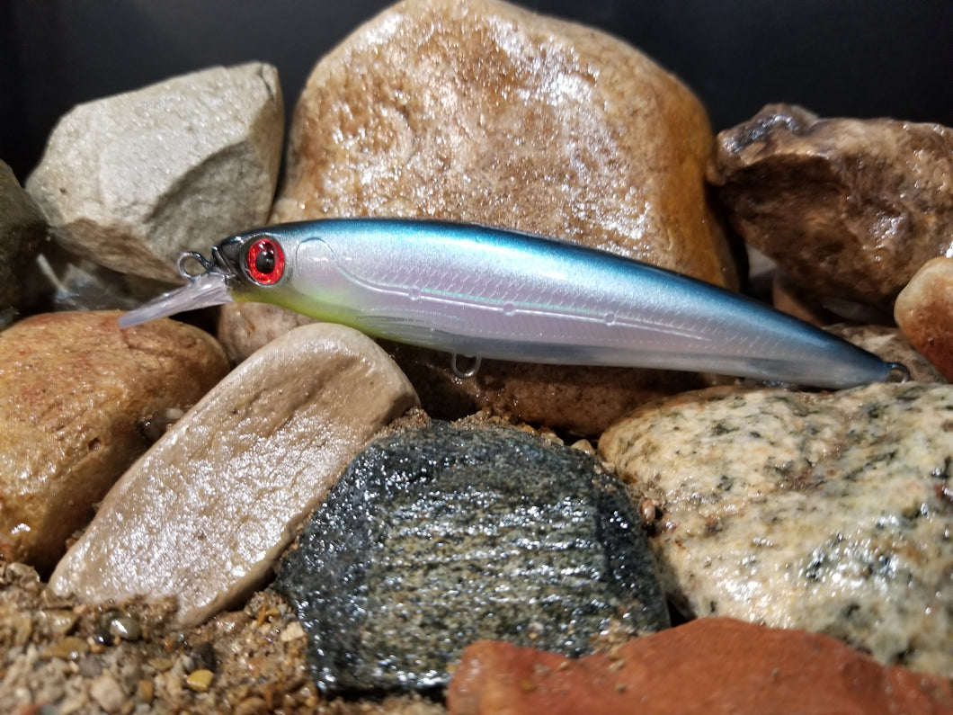 Blue Back Herring