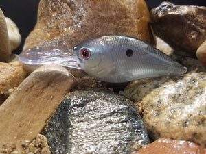 Blue Ghost Shad