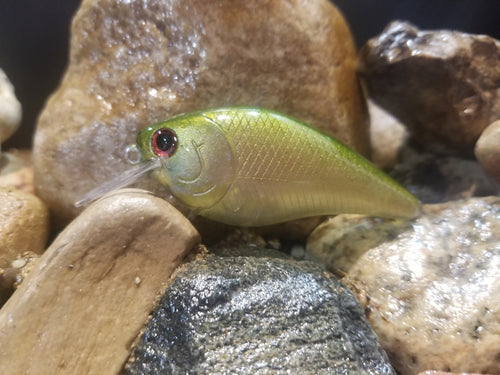 Ghost Golden Shiner