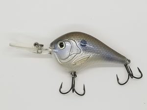 Gizzard Shad