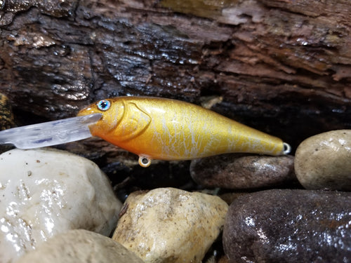 Gold Shiner