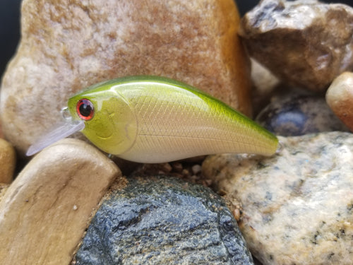 Golden Shiner