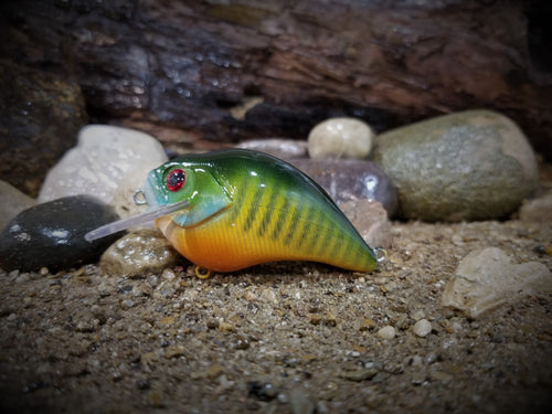 Green Sunfish