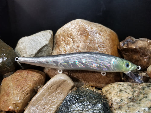 Silver Shiner